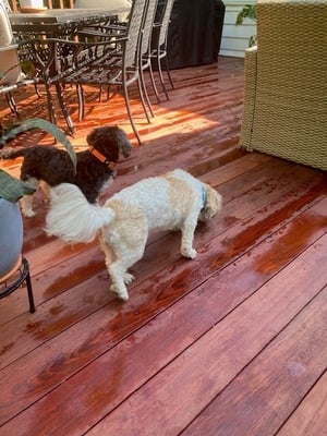 Mataverde Jatoba hardwood decking is durable, beautiful and pet friendly